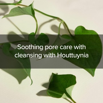 Houttuynia cordata  tea tree cleansing foam info