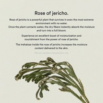 Rose of jericho plant